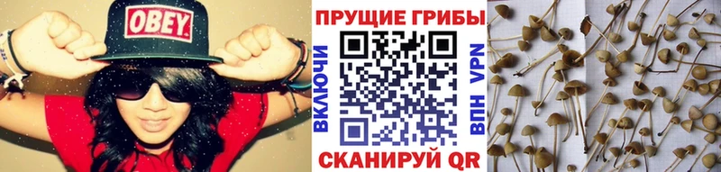 Псилоцибиновые грибы прущие грибы  MEGA ONION  Бирюсинск 